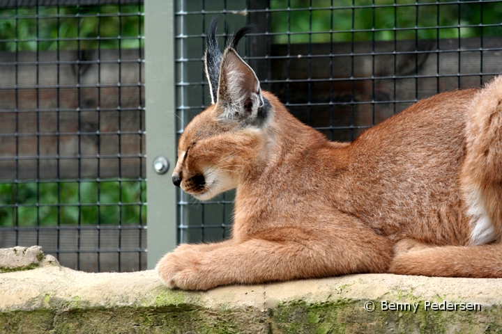 Karakal 1.jpg - Karakal (Caracal caracal)